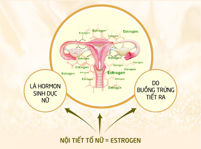 Hormone nội tiết tố ở nữ và những điều mà chị em cần biết