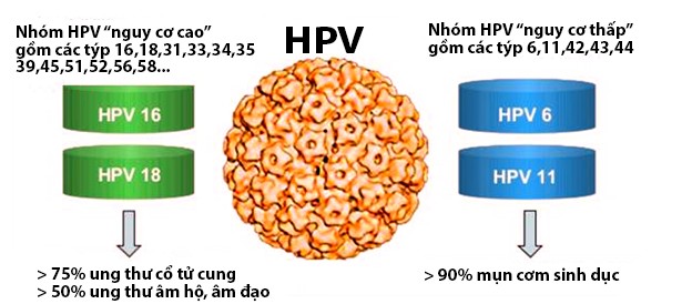 HPV là bệnh gì? Những tác hại khó lường của bệnh